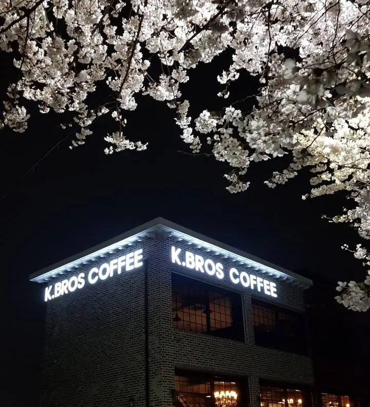 벚꽃이 핀 용인 본점 야경